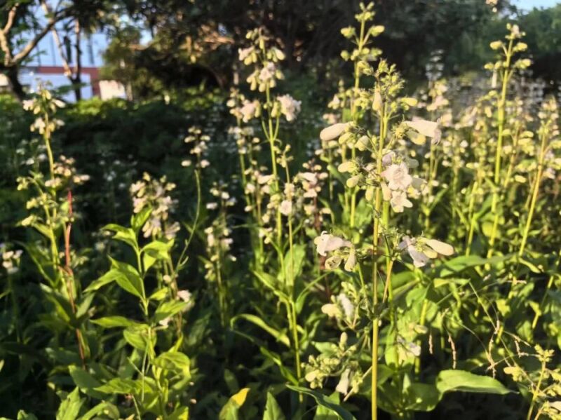 中药材种植管理软件：现代科技助力传统产业转型升级